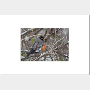 American Robin Posters and Art